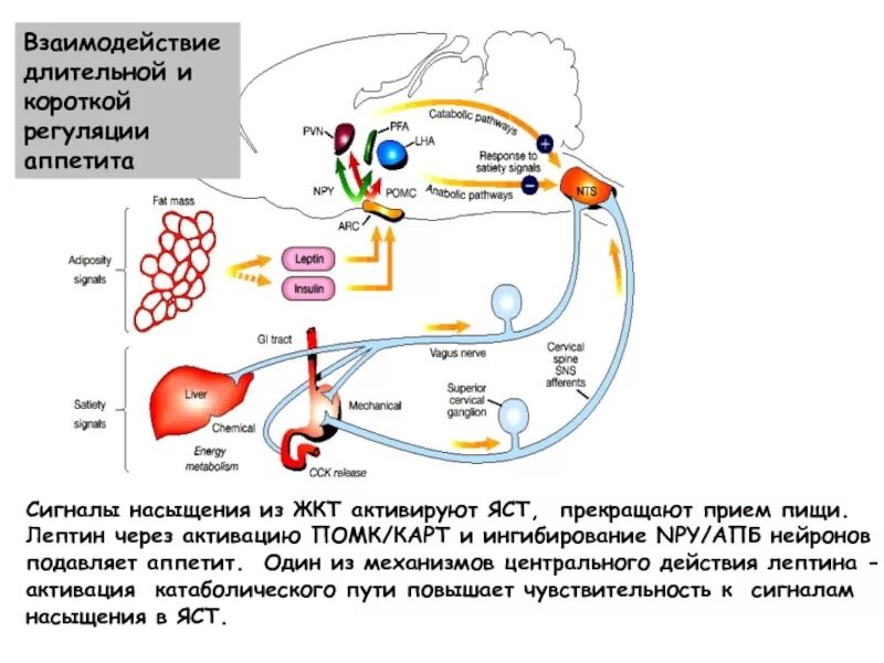 Лептин регуляция. Центральные механизмы регуляции аппетита. Механизм действия лептина. Регуляция голода и насыщения. Регуляция голода и насыщения отдел мозга