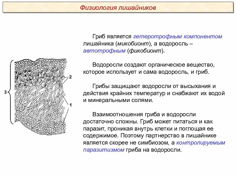 Свойства лишайников. Строение лишайника микобионт. Строение лишайника ЕГЭ. Характеристика лишайников таблица. Характеристика лишайников.