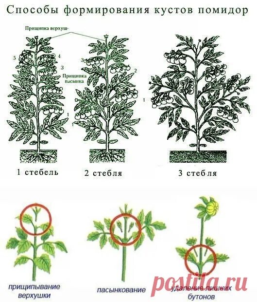 Сколько пасынков. Пасынкование томатов. Схема формирования томатов. Схема пасынкования томатов. Схема формирования куста томата.
