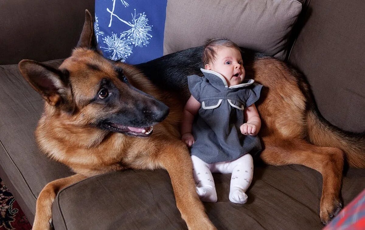 Немецкая овчарка и дети. Кот собака ребенок видео. Кот собака ребенок видео. Трогательные животные. Кот собака ребенок видео.