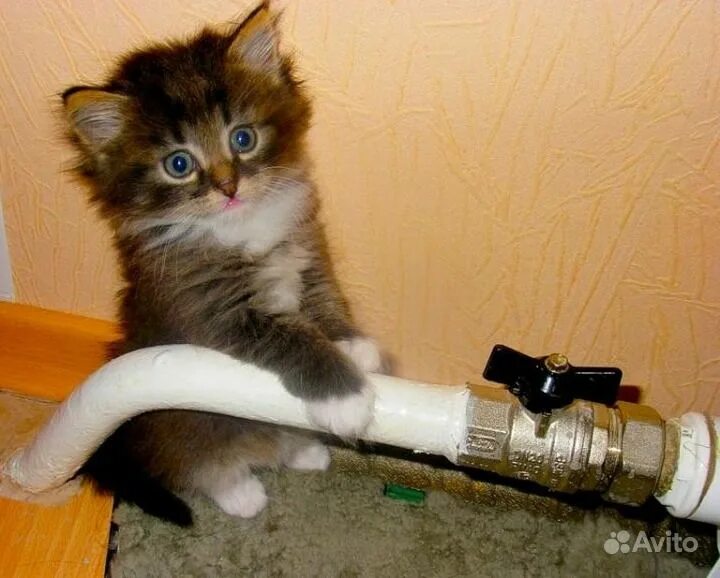 Кот и сантехника. Кот сантехник. Коты сантехники. Коты сантехники. Коты сантехники.