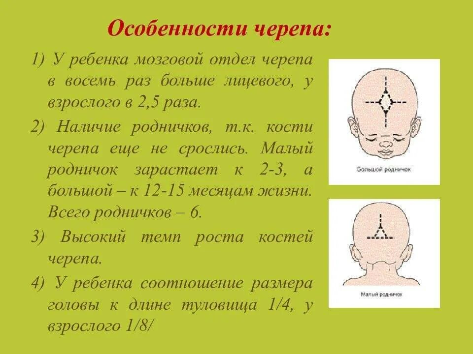 Норма формы черепа в 2 месяца. Форма черепа у грудничка норма. Строение черепа ребенка 3 года. Формирование черепа у младенца. Б родничок