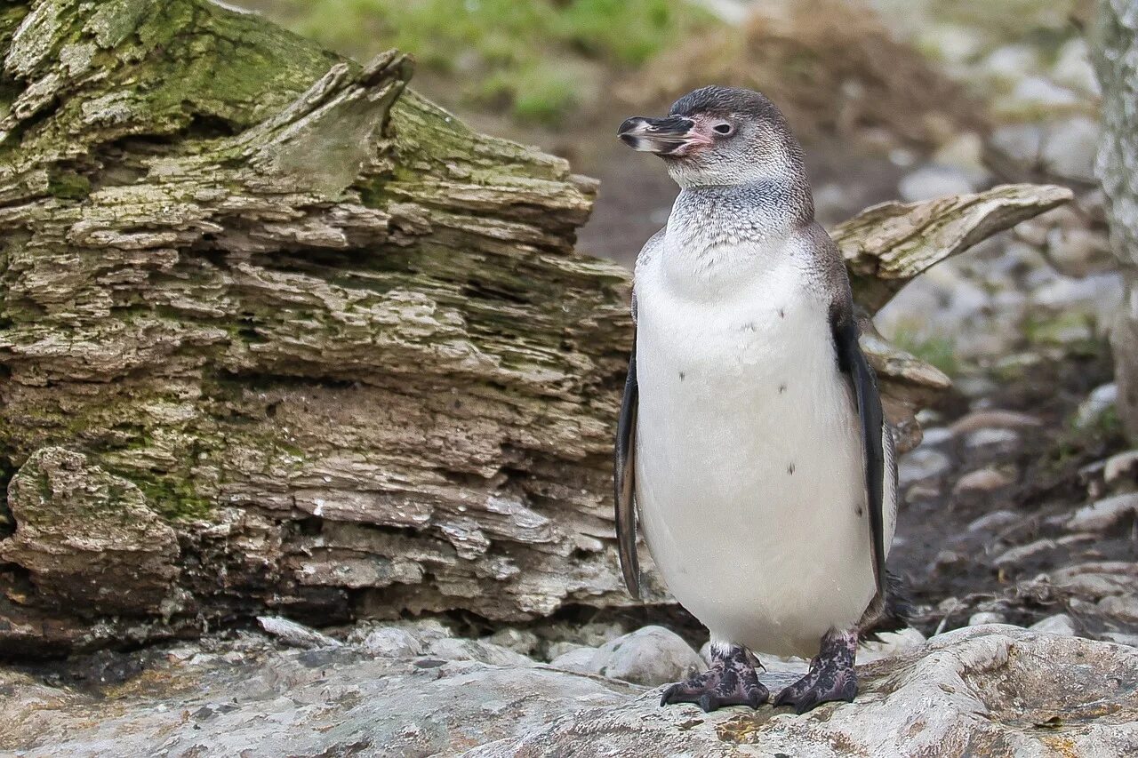 Пингвин гумбольдта. Пингвин Гумбольдта в природе. Перуанские пингвины. Пингвин Гумбольдта фото.