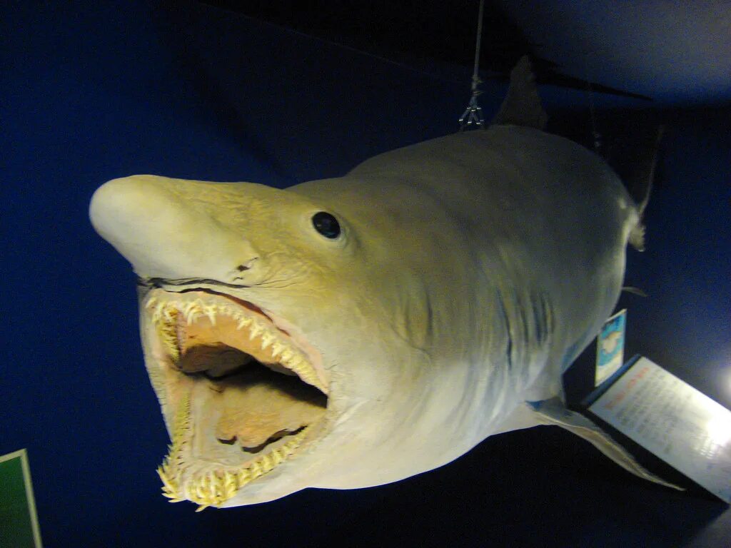 Глубоководная акула. Акула Гоблин акула Домовой. Акула-Домовой или акула-Гоблин. Глубоководная акула Гоблин. Акула-Гоблин (она же акула-Домовой).
