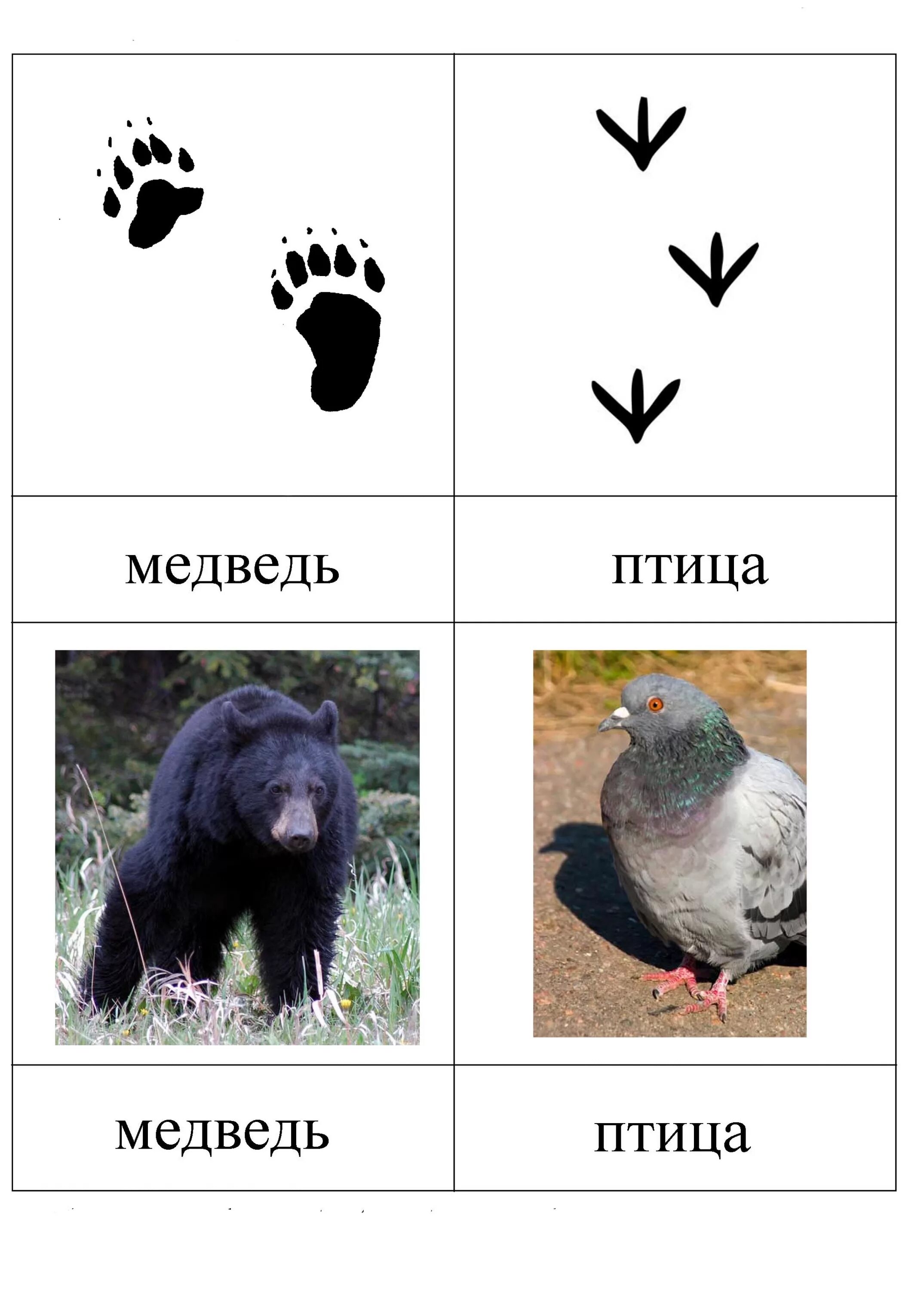 животные и их следы. чьи следы?. животные и их следы карточки. игра отгадай чьи следы. следы лесных животных для детей.