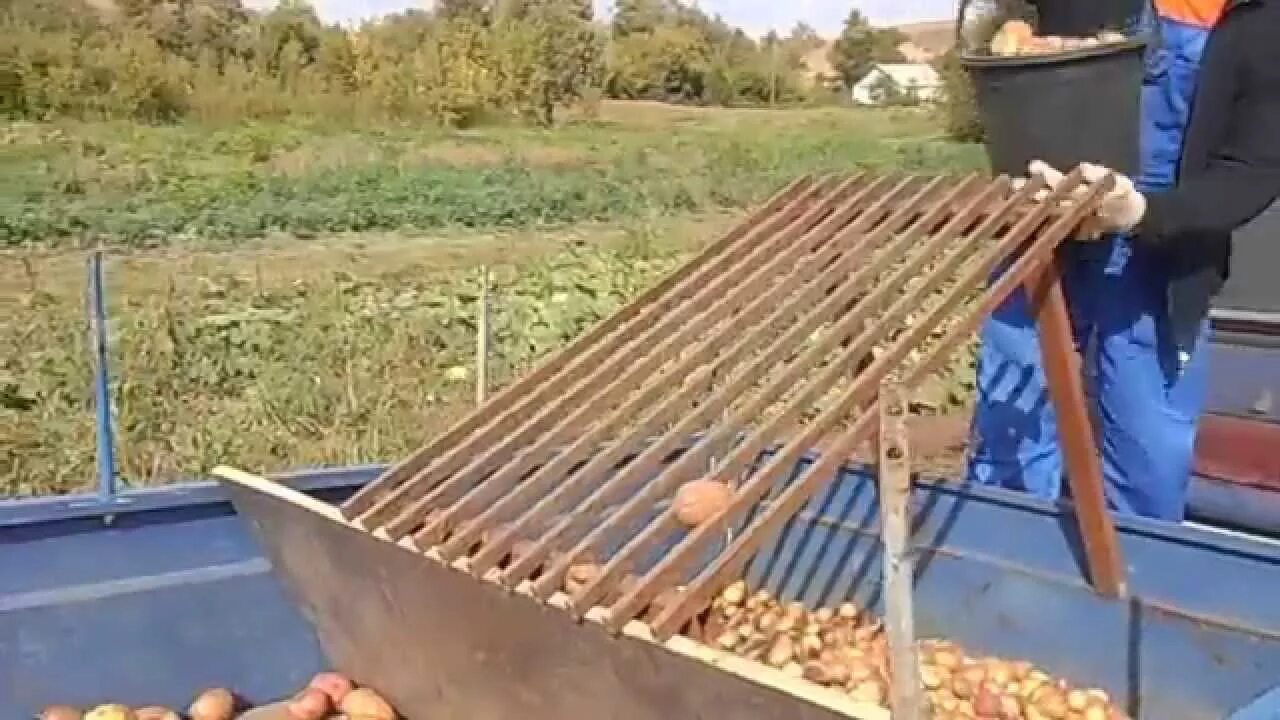 Как перебрать картошку