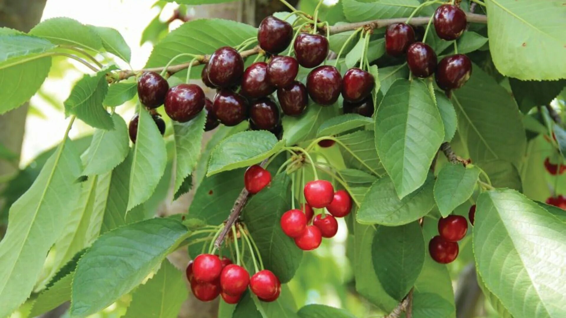 Мамина черен. Вишня "десертная Морозовой" Prunus Cerasus. Вишня Тургеневка дерево. Дерево-сад вишня 2 сорта десертная Морозовой - (Дюк) Ивановна. Вишня обыкновенная десертная Морозовой.