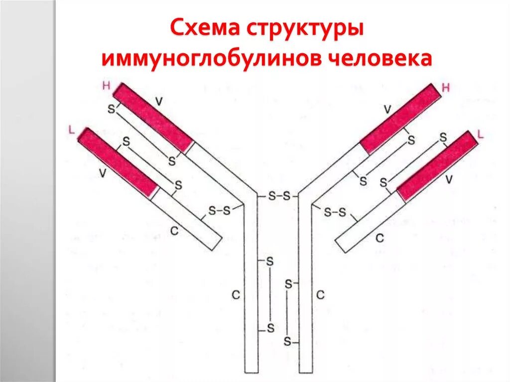 Схема иммуноглобулина g микробиология. Схема молекулы иммуноглобулина g микробиология. Строение молекулы иммуноглобулина микробиология. Схема строения иммуноглобулина.