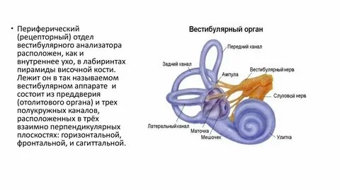 Мешочки вестибулярного аппарата