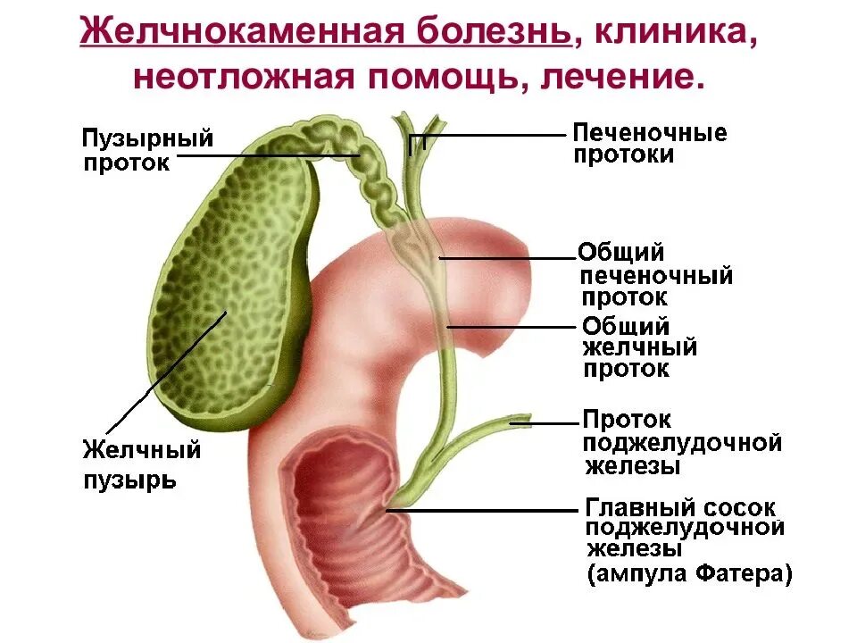 Жкб отзывы. Холецистит анатомия желчного пузыря. Желчнокаменная болезнь анатомия. Анатомия желчного пузыря и желч протоков. Желчные протоки анатомия человека схема расположения.