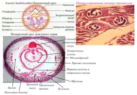 Препарат червя