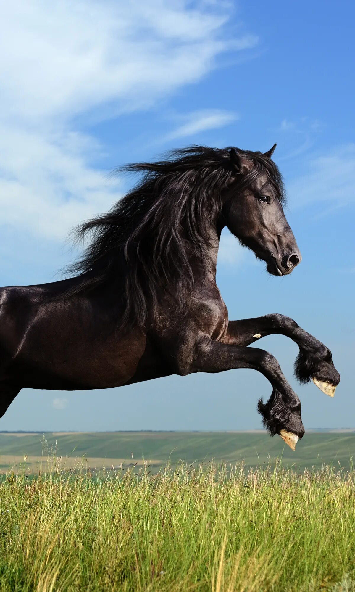 Черный конь скачет. Конь в прыжке. Красивый конь. Лошадь черный. Конь скачет.