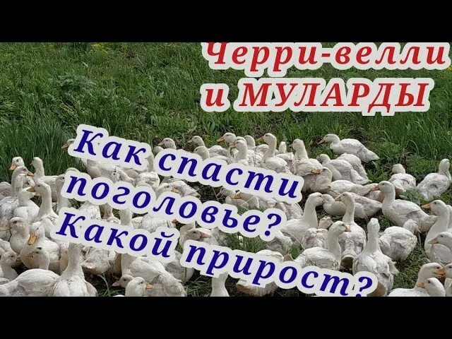 Утки черри велли описание породы характеристика. Утка черри Велли. Вес уток черри Велли. Утята черри Велли описание. Утка черри Велли или муларды.