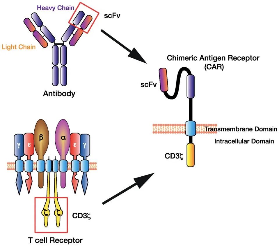 T cell receptor. T cell receptor chimeric antigen receptor. scfv антитела. car рецептор. антиген дегеніміз не.