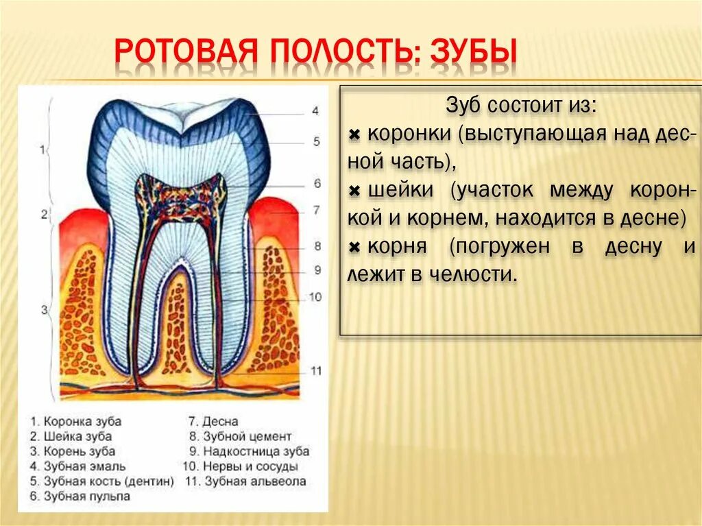 Строение полости рта и зубов. Строение зуба. Ротовая полость зубы человека