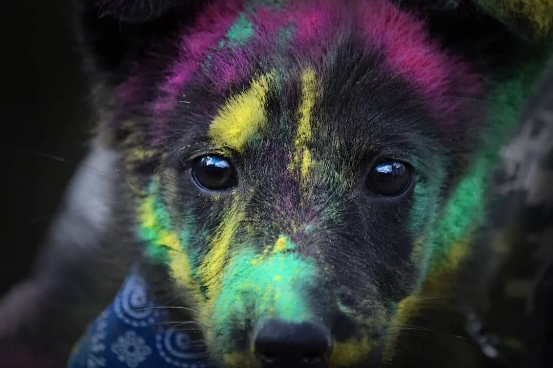 Painted dogs. Разноцветные собаки. Разноцветный щенок. Собака яркие краски. Краски Холи собаки.