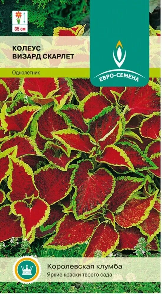 Колеус блюма визард скарлет. Колеус гибридный (coleus hybrida) wizard scarlet. Семена колеус блюме скарлет. Колеус визард скарлет. Колеус блюме скарлет.