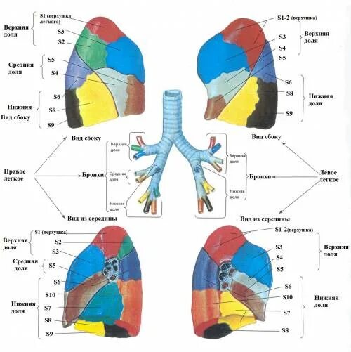 S 1 легкого. Сегменты легкого топографическая анатомия. Сегментарное строение лёгких. S6 сегмент левого легкого. Сегментарное строение левого легкого.