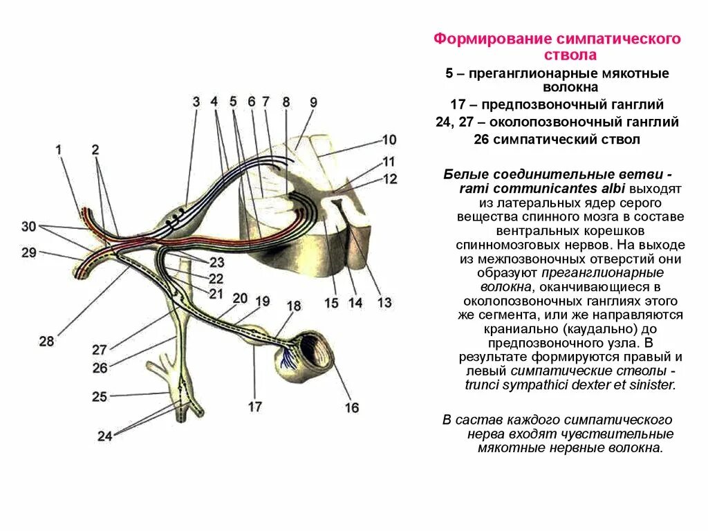 Спинной нервный ганглий. Соединительные ветви спинномозговых нервов. Белая и серая соединительная ветвь спинномозгового нерва. Белые и серые соединительные ветви спинномозговых нервов. Белые соединительные ветви симпатического ствола.