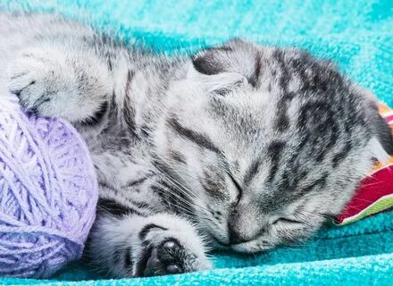 Шотландские кошки спят