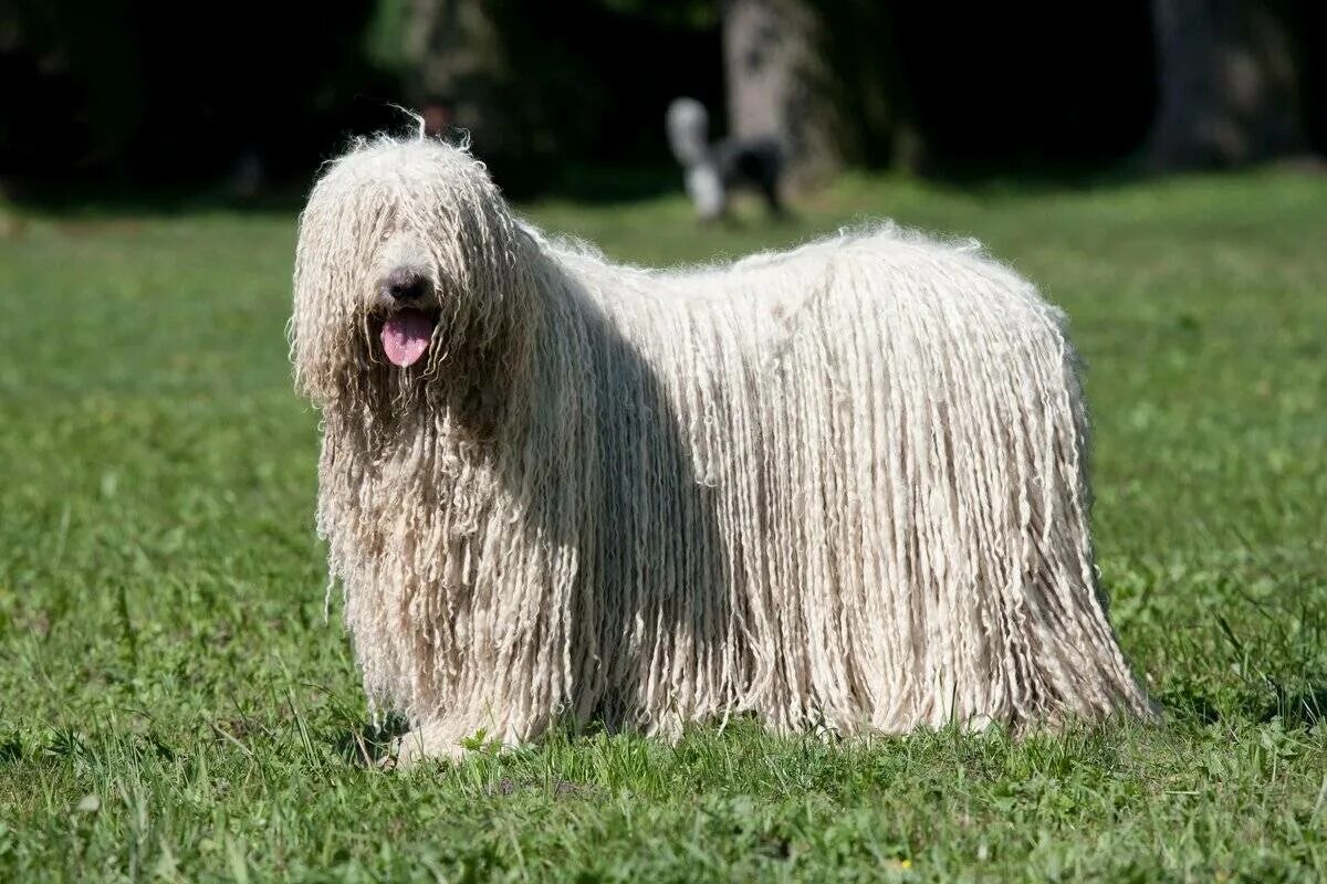Как называется длинная порода собак. Венгерская овчарка Командор. Собака Комондор венгерская овчарка. Венгерская пастушья овчарка Командор. Командор венгерская пастушья собака.
