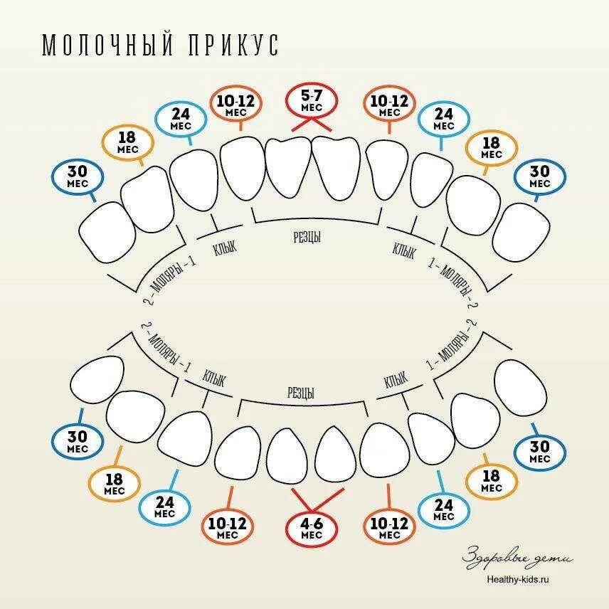 Коренные зубы в каком возрасте. Молочные зубы схема прорезывания. зубы малыша схема прорезывания. зубы у детей порядок прорезывания до года. зубы у детей схема прорезывания постоянных зубов.