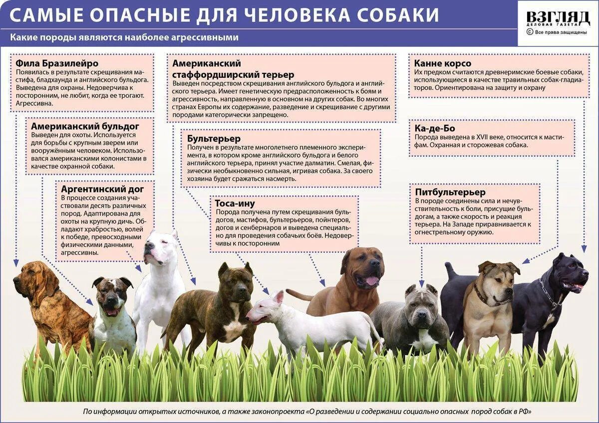 Почему существует так много пород собак. Перечень пород собак. список опасных собак. перечень агрессивных пород собак. самые опасные породы собак для человека.
