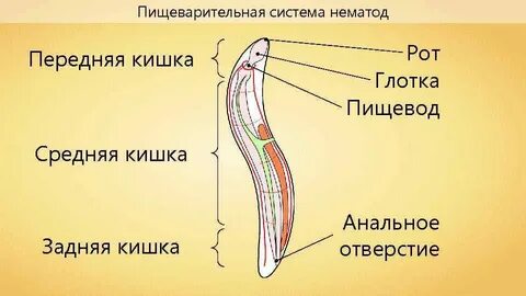 Особенности строения круглых