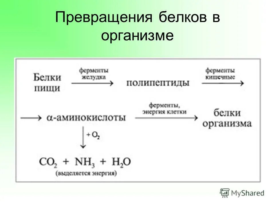 Белки презентация 10 класс химия