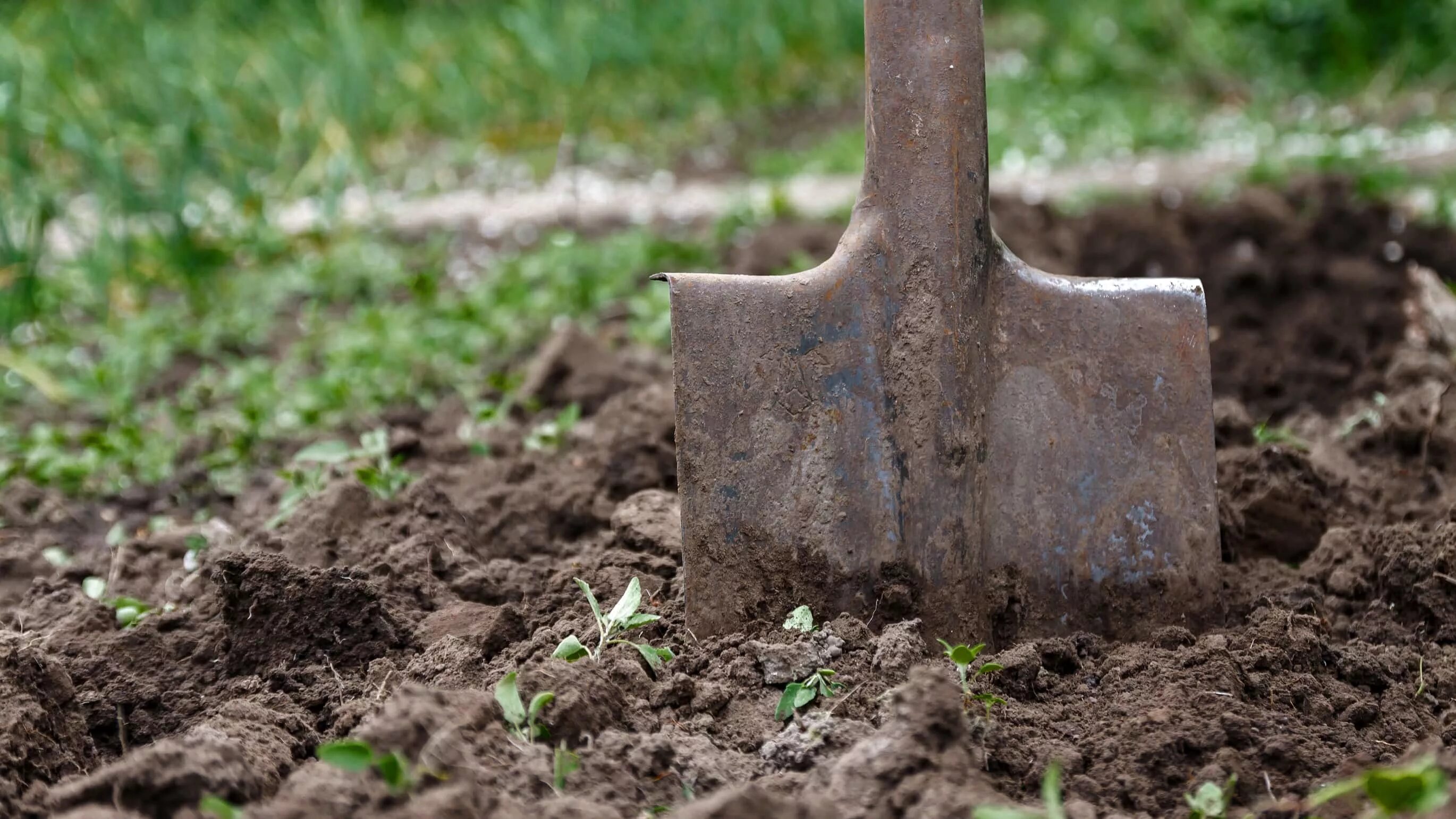 Копать землю. Перекопка почвы. Лучше землю лопата. Лопата для копа. Лучше землю лопата.