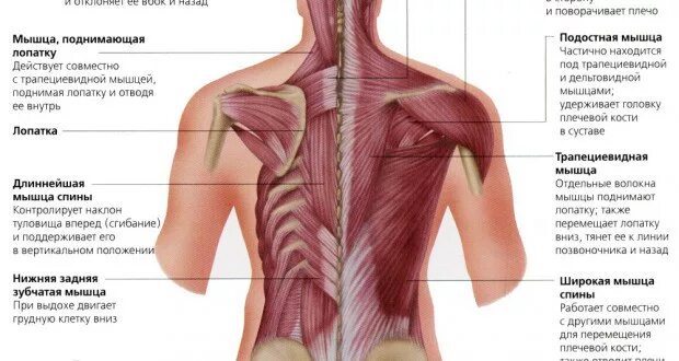 Колет правую лопатку. Мышца под левой лопаткой. Болит позвоночник под лопатками. Болит мышца под лопаткой. Болят мышцы спины под лопатками.