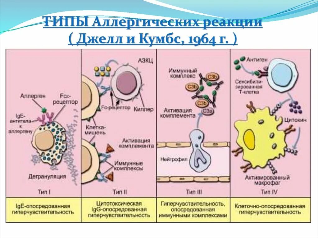 Схема аллергической реакции 2 типа иммунология. 5 Тип гиперчувствительности иммунология схема. Цитотоксический Тип аллергической реакции схема. Аллергическая реакция 2 типа иммунология. Аллергия типы реакций