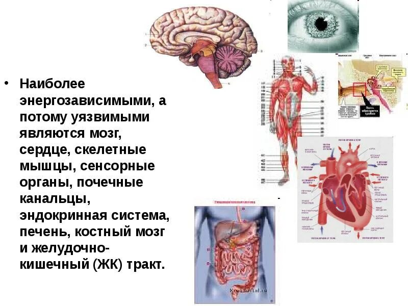 Наиболее слабой является. Наиболее энергозависимые ткани и органы. скелетные мышцы желудочно-кишечного тракта. наиболее энергозависимые ткани и органы в порядке убывания.