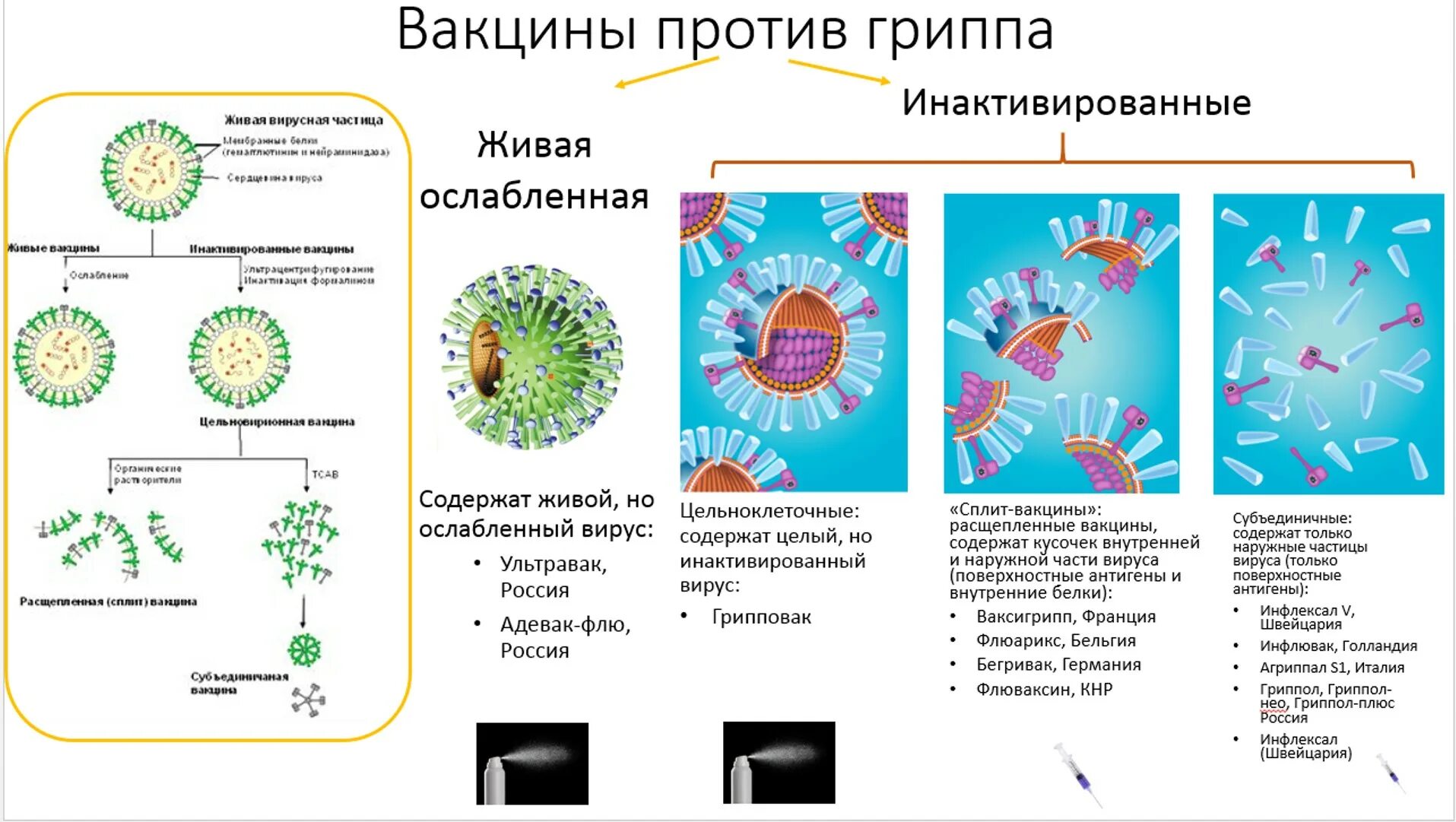 Валентные вакцины. Классификация вакцин против гриппа. Классификация инактивированных вакцин. Схема действия вакцины. Механизм действия вакцины против гриппа.