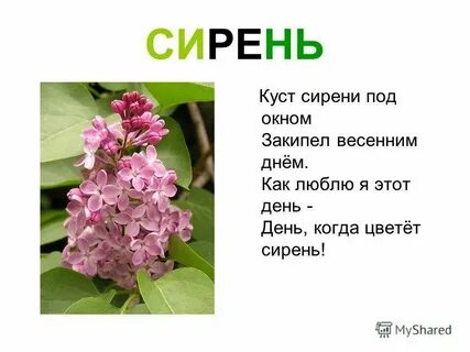 Куст розы текст
