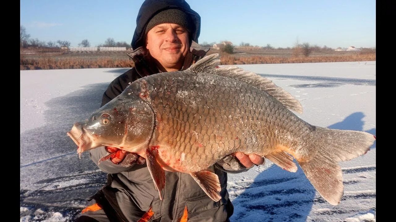 Ловля огромного. Карп зимой. Зимняя рыбалка на карпа. Рыбалка на карпа зимой. Зимняя рыбалка на карпа Михалыч ..