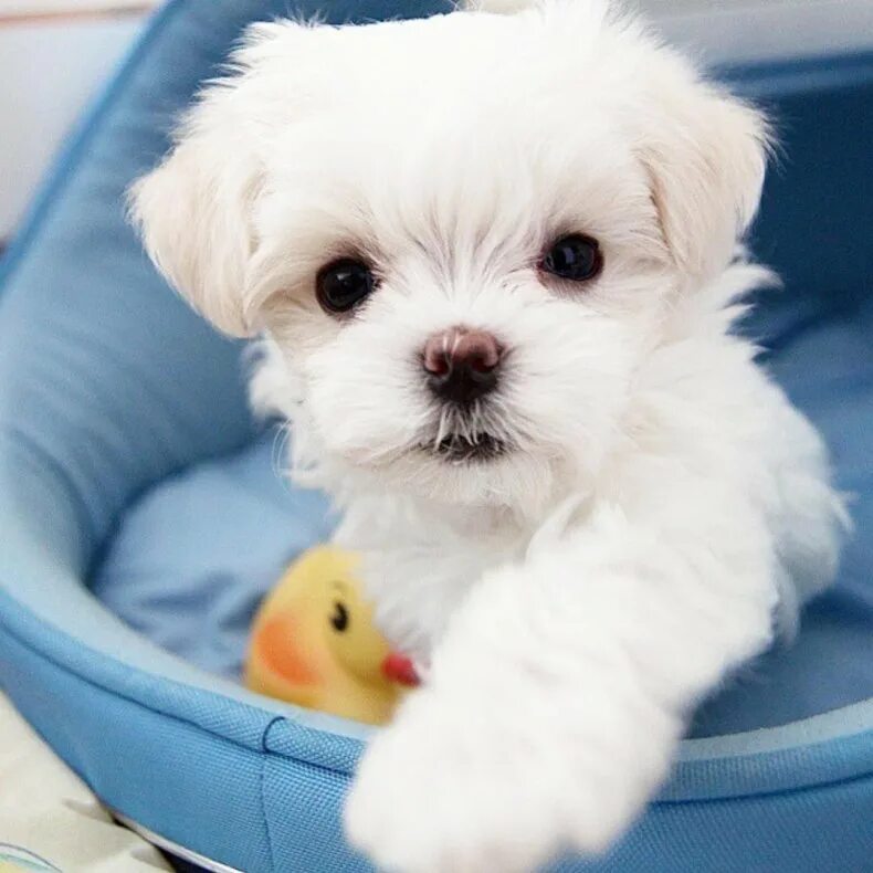 померанский шпиц пуппи. маленькие породы собак которые не растут. китайский померанский шпиц белый. шпиц померанский карликовый. померанский шпиц боо.