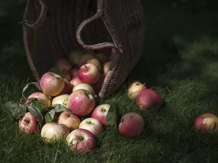 Яблоня падают яблоки