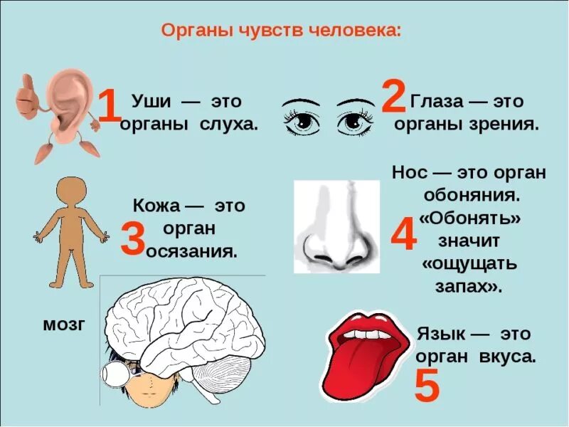 Информация воспринимаемая органами осязания