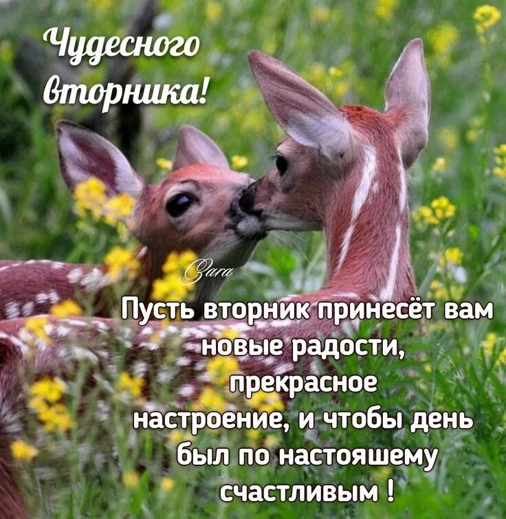 Красивые картинки разных животных. Природа и животные. красивые животные. разные животные. красота природы и животных.