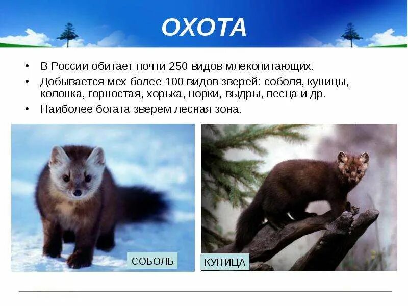 Почему все соболя были почти уничтожены