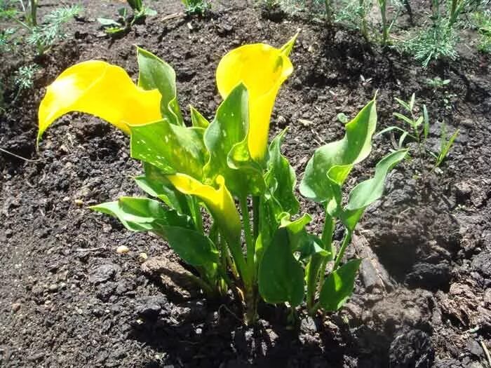 Посадка цветов каллы в открытый грунт. Каллы садовые клубневые. Калла(Zantedeschia) Treasure. Калла цветок клубневая. Калла Голд Краун.