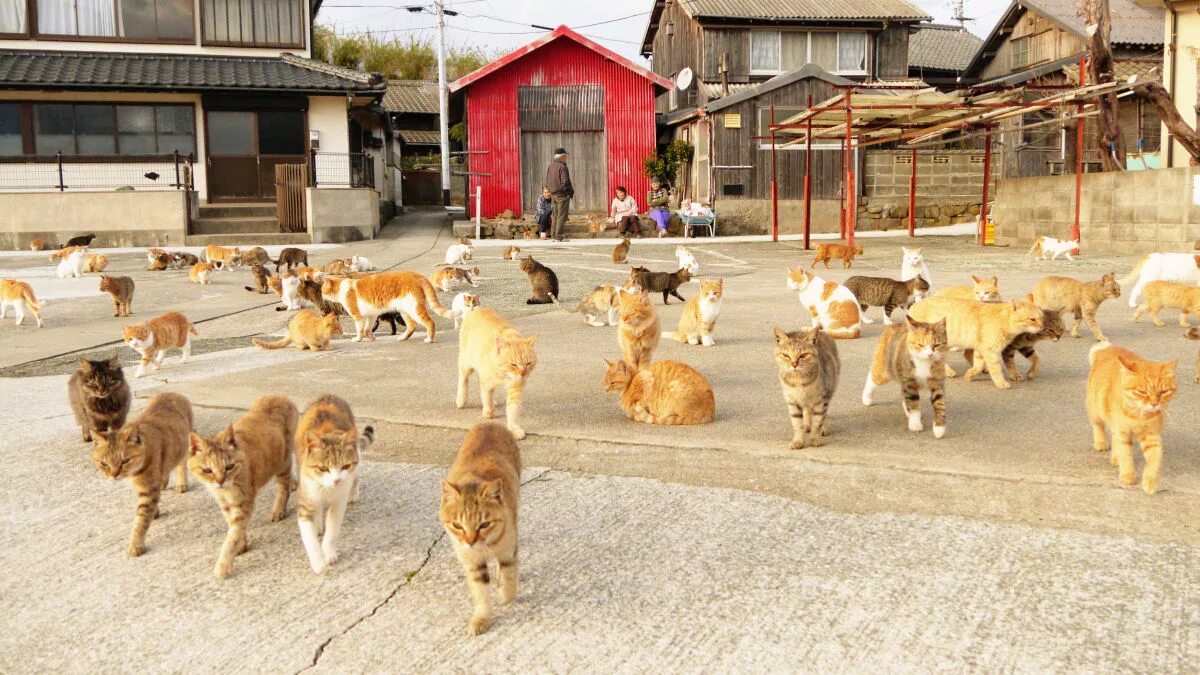 Остров кошек. Тасиро остров кошек в Японии. Остров Тасиро остров кошек. Аосима кошачий остров в Японии. Остров Аошима кошачий рай.