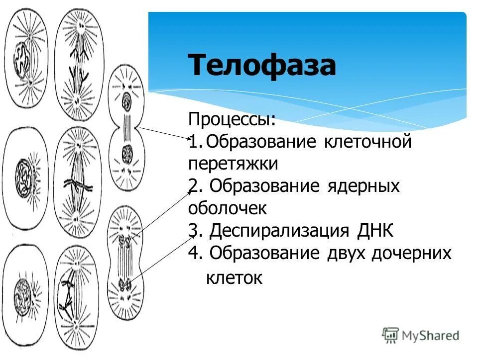 Клеточная перетяжка у каких клеток. Телофаза 1 процессы. Телофаза 1 деспирализация. Телофаза митоза. Образование дочерних клеток.