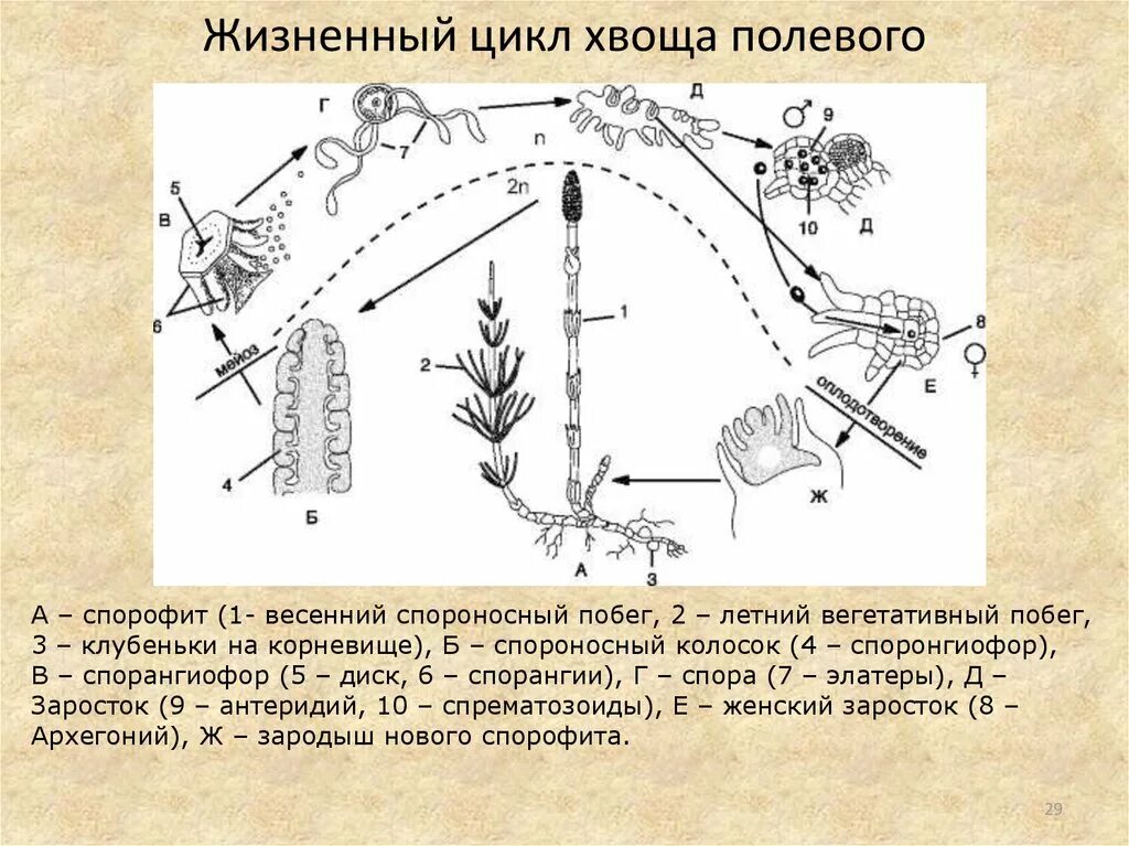 Хвощи размножаются. Цикл развития хвоща полевого. Цикл развития хвоща полевого схема. Жизненный цикл хвоща полевого схема. Жизненный цикл хвоща полевого.