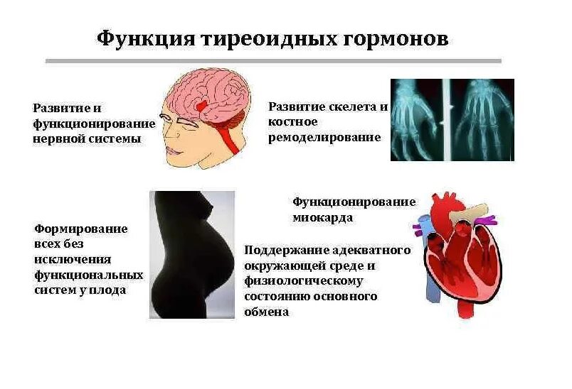 Тиреоидные гормоны функции. Роль тиреоидных гормонов. Гормоны влияющие на нервную систему. Щитовидная гормоны и функции. Роль и функция гормонов