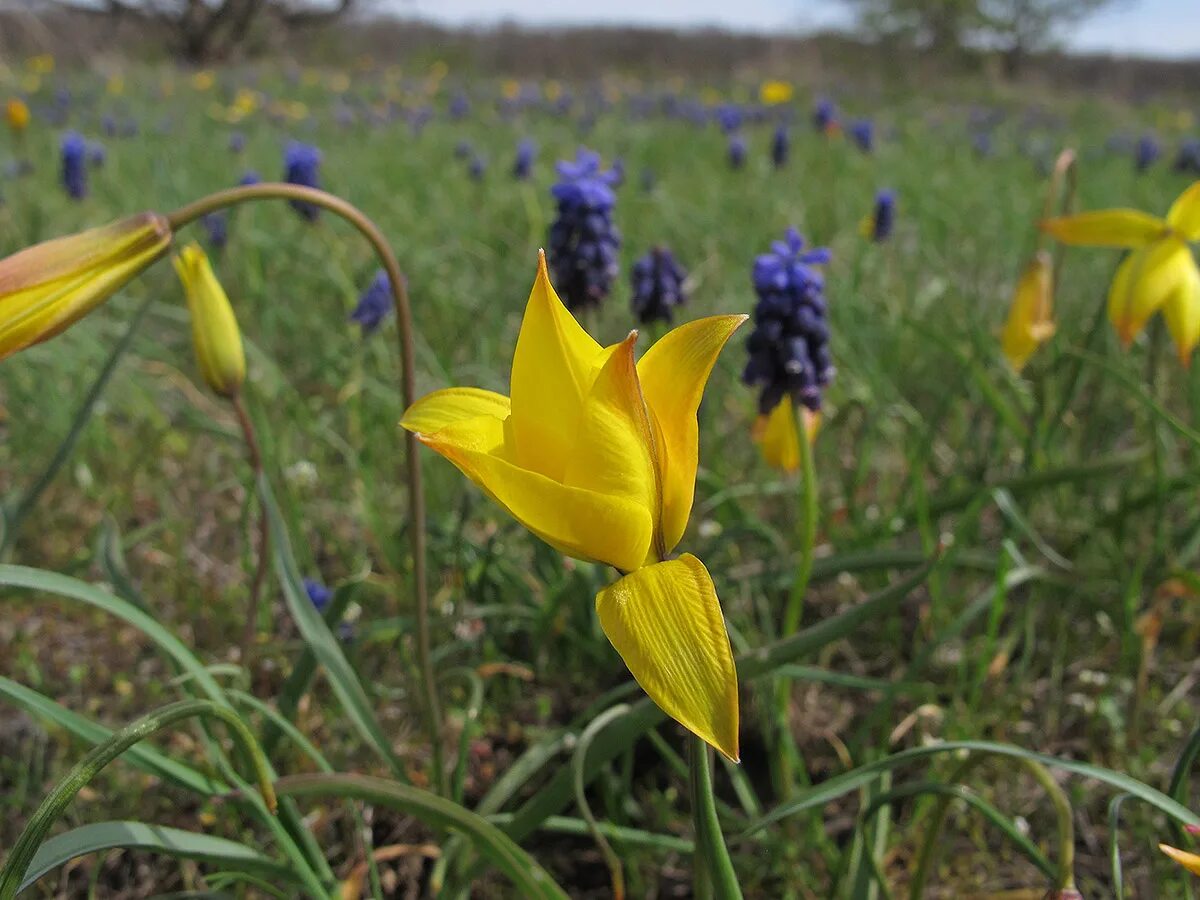 Тюльпан Биберштейна. Тюльпан Биберштейна Tulipa biebersteiniana. Тюльпан Дубравный. Тюльпан Бибер тюльпан Биберштейна.