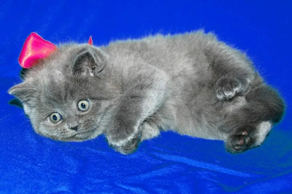 Недорого шотландские котята. Голубые Шотландские котята. Шотландская кошка голубого окраса. Голубой британец кот. Шотландский котенок голубого окраса.