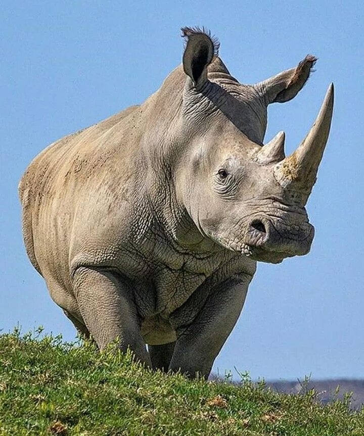 From ants to rhinoceroses Save the rhino, Animals, Baby rhino