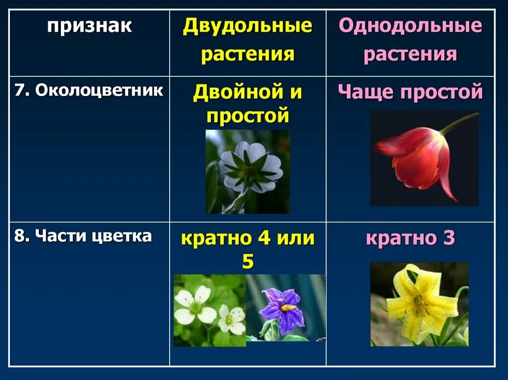 Трехчленный тип строения цветка однодольные или двудольные. Семейства покрытосеменных двудольных растений. Семейства покрытосеменных растений Однодольные. Покрытосеменные растения класс двудольные. С цветком двудольные растения Покрытосеменные.